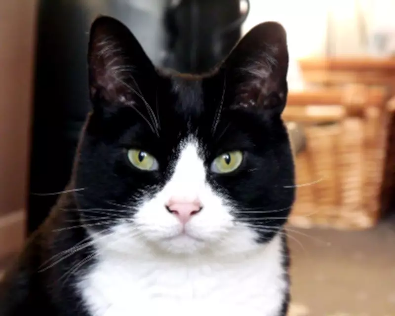 Harvey the Cat: A Feline Guardian Through Grief and Illness