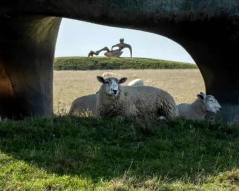 Henry Moore's Sheep-Filled Estate Reopens with Shelter Drawings Exhibition
