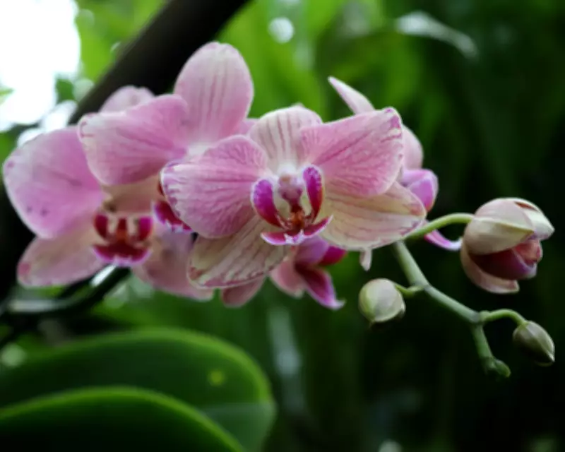 Hidden Faces and Blooming Orchids: Readers' Best Photographs