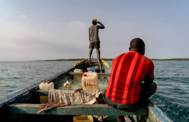 Illegal Fishmeal Factories Threaten Guinea-Bissau's Marine Ecosystem
