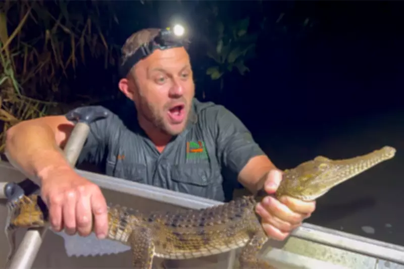 Juvenile Crocodile Captured in Australian City Creek Far From Natural Habitat