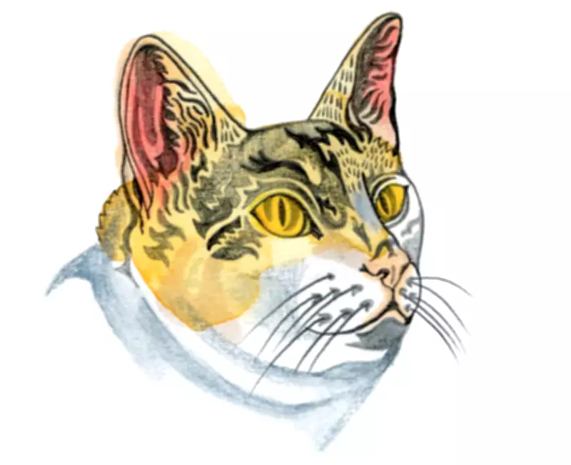 Kids' Quiz: Why Are Cat Ears on Top of Their Heads?