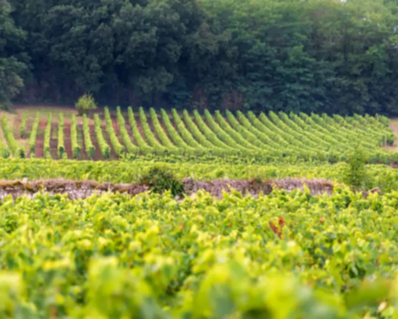 Loire Valley's Light Red Wines: A Healthy Springtime Choice