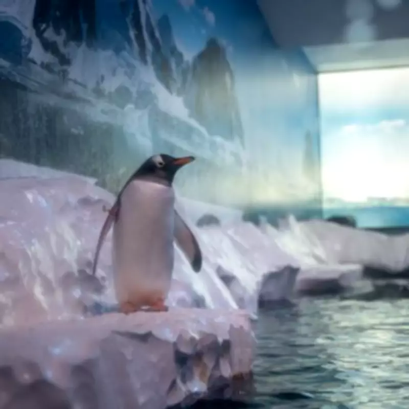 London Aquarium Owners Face Pressure Over Captive Penguins' Future