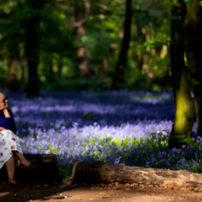 London's Bluebell Season: Wanstead Park's Floral Display Arrives Soon