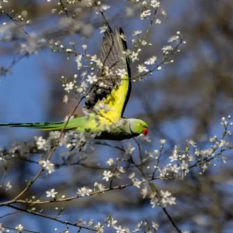 London's Parks Bloom as Spring Awakens the City After Rainy Winter