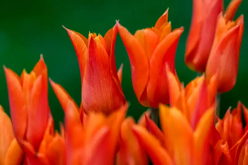 London's Top Tulip Gardens: Where to See Spring Blooms in the Capital