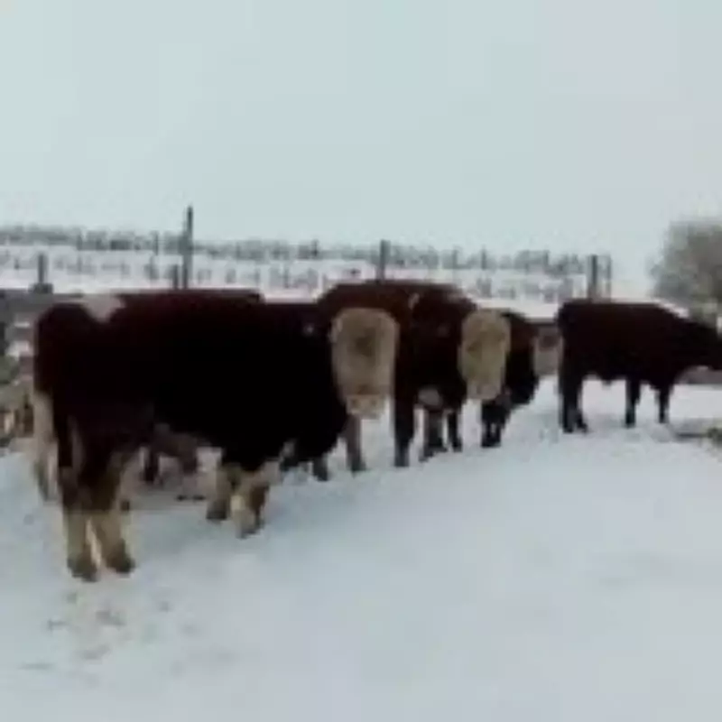 Mass Cattle Cull in Russia Sparks Fears of Bioweapons Lab Leak