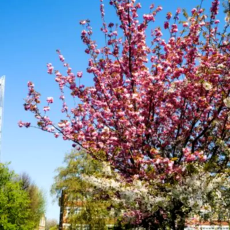 Met Office Forecast: Spring Warmth Returns to London After Chilly Weekend