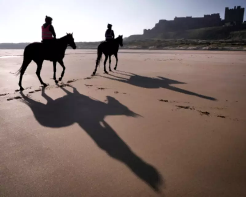 Minella Study's Adam Nicol Aims for Cheltenham Festival Glory in Horse Racing