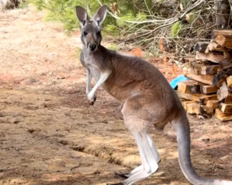 Missing Kangaroo Found Safe in Wisconsin After Multi-Day Search
