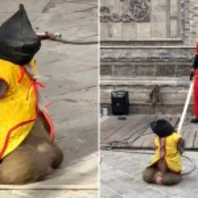 Monkey 'Execution' Show Sparks Outrage in China, Performance Halted