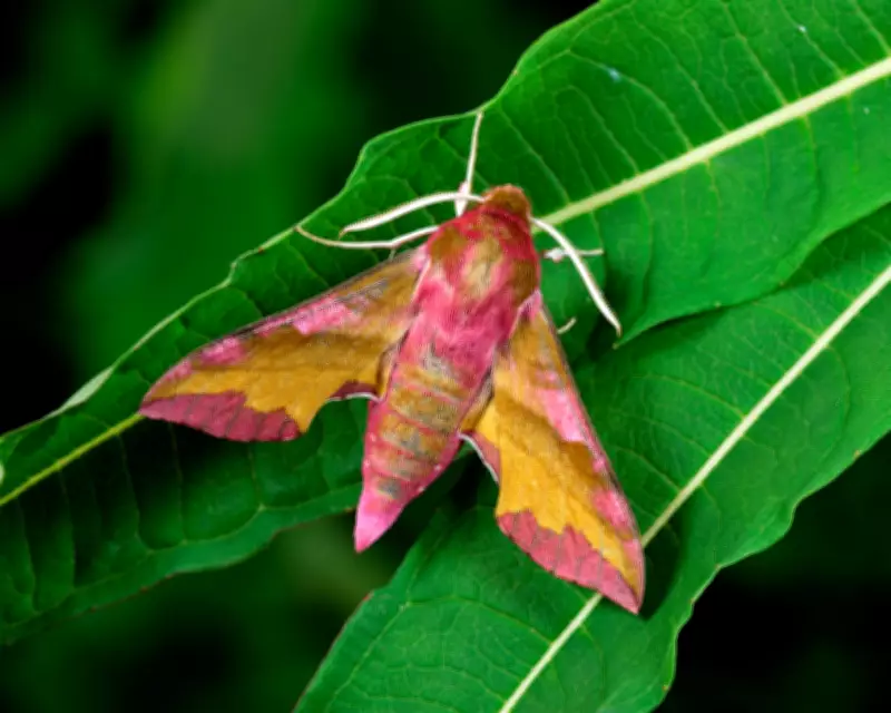 Moth-Watching May Protect Brain Health, New Research Suggests