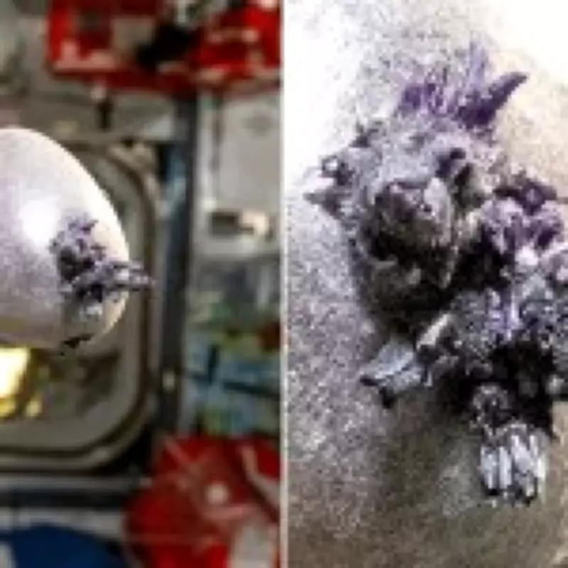 NASA Astronaut Grows Bizarre Purple Potato on ISS, Dubbed 'Spudnik-1'