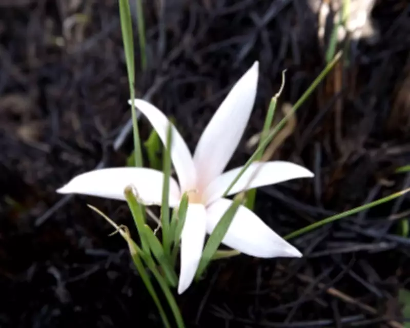 Natal Crocus: The Fire-Blooming Flower That Tricks Ants and Bees