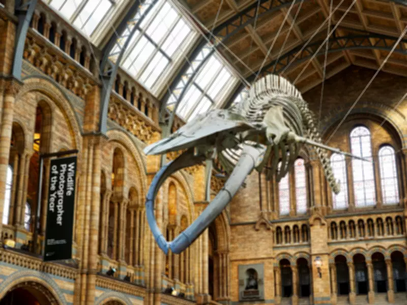 Natural History Museum Crowned UK's Most Visited Attraction in 2025