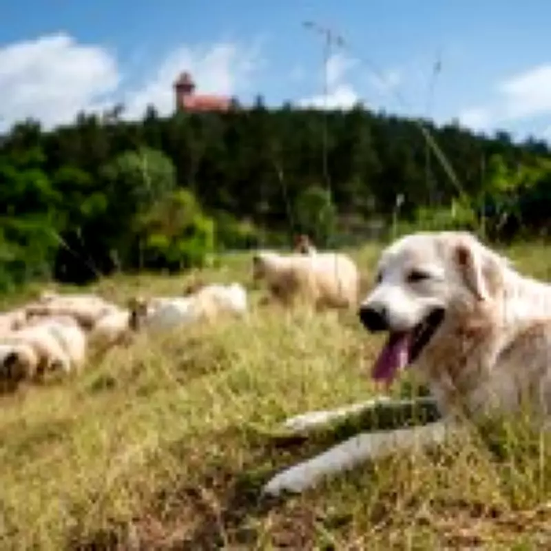 New UK Law Allows Police to Seize Dogs Suspected of Livestock Attacks