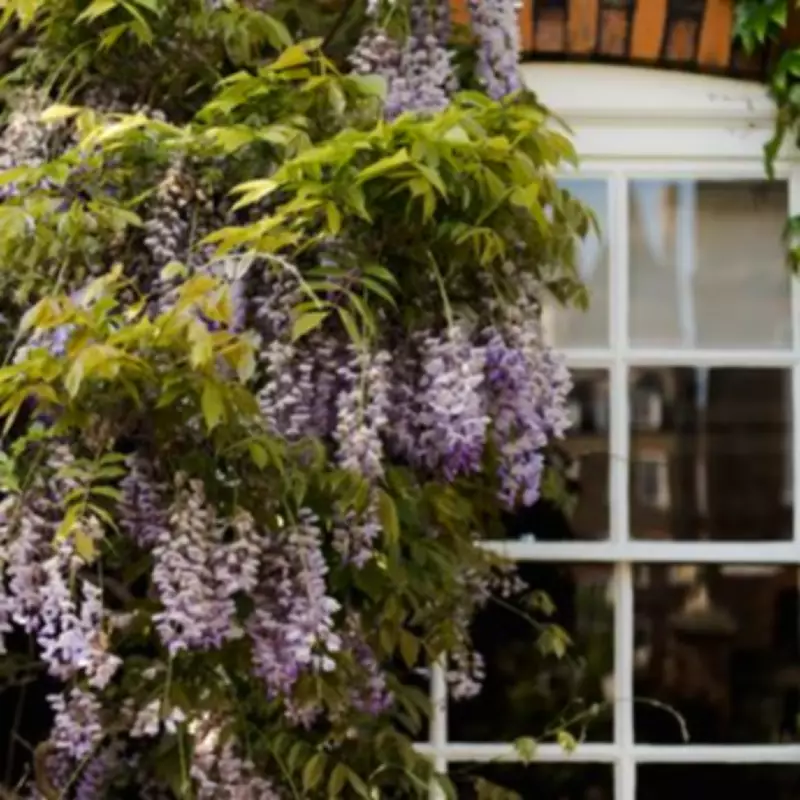 North London Woman Accused of Crutch Attack After Wisteria Destruction