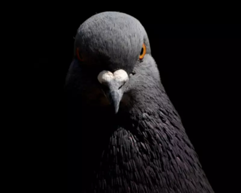 Pigeon Curse Haunts West Brom Fan as Avian Omens Turn Darker