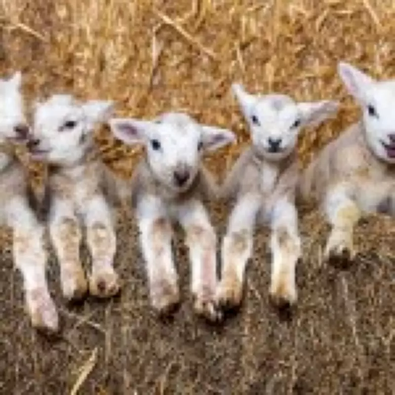 Police Hunt Suspect After 13 Lambs Found Dead with Necks Deliberately Broken