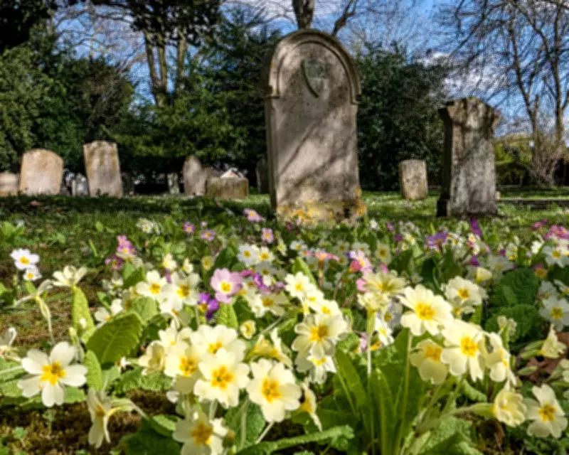Primroses Paint Churchyard Yellow, Announcing Spring's Arrival in UK
