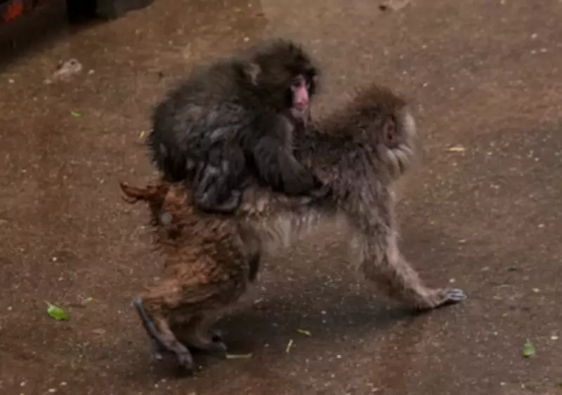 Punch the Baby Macaque Outgrows His Ikea Toy, Integrates with Zoo Peers