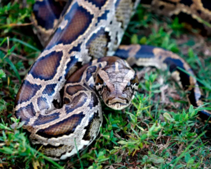 Python Molecule pTOS Could Lead to New Obesity Drugs, Study Finds