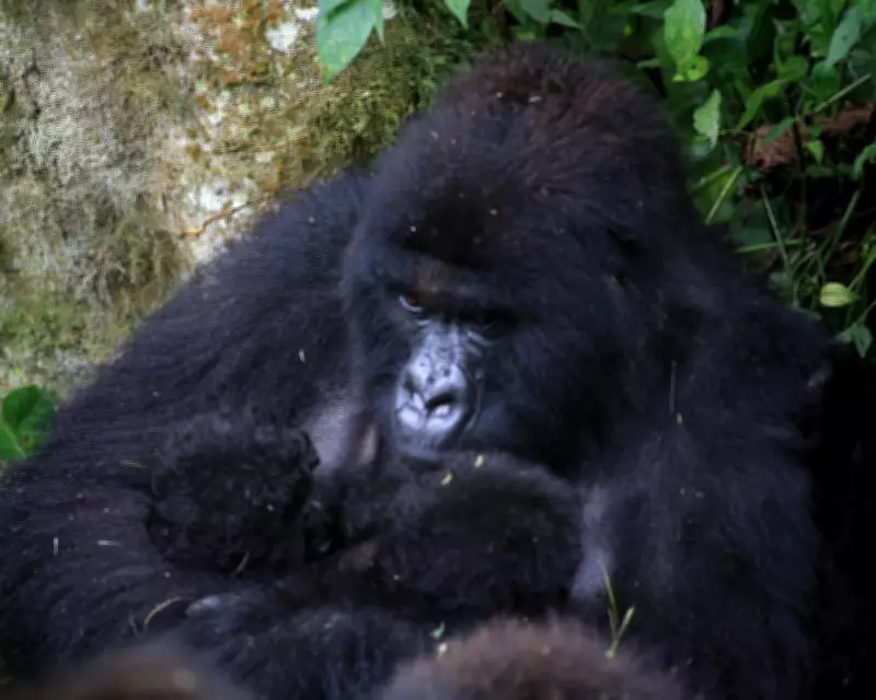 Rare Mountain Gorilla Twins Born in DRC's Virunga National Park
