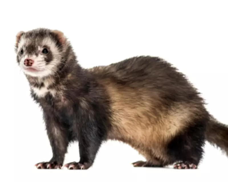 Rathlin Island Declared Ferret-Free After £4.5 Million Conservation Effort