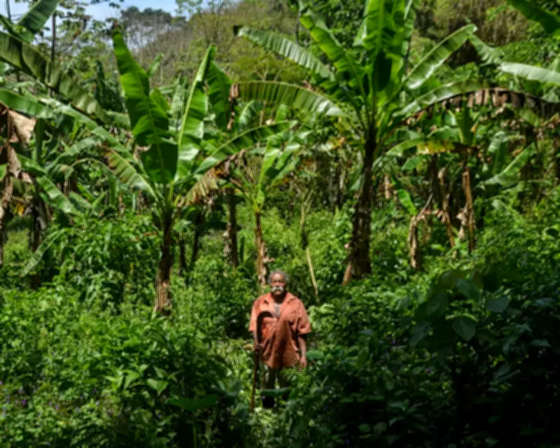 Rio's Banana Growers Preserve World's Largest Urban Forest Through Agroforestry