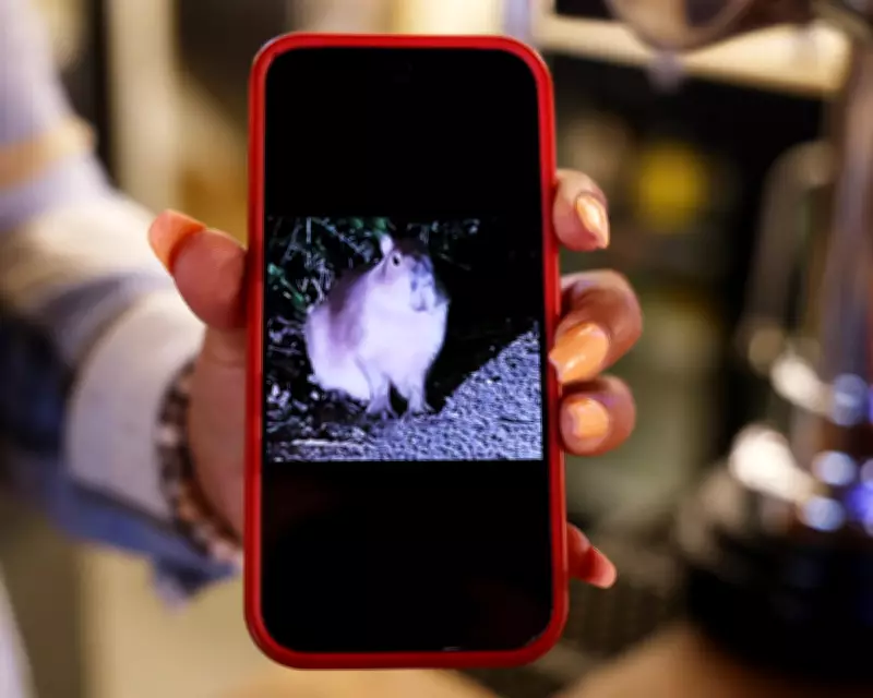 Samba the Capybara's Great Escape Sparks Wild Rodent Hunt in Winchester