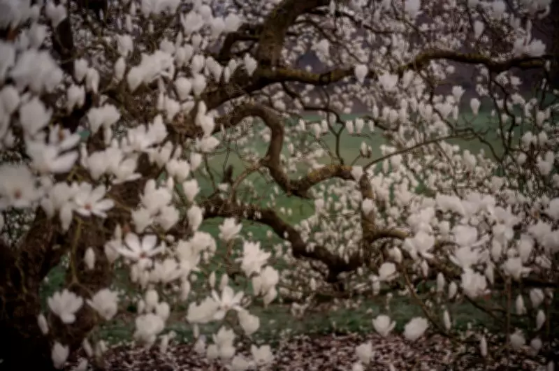 Sarah Lee's Spring Photography Captures Hope Amid Global Gloom