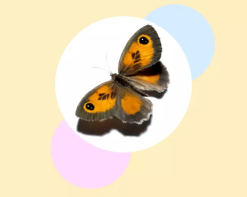 Save Britain's Gatekeeper Butterflies: Six Simple Steps for Conservation