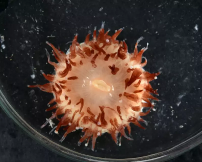 Scientists Discover Over 110 New Marine Species in Coral Sea Expedition