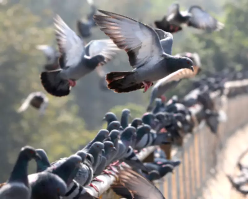 Scientists Warn of Global Wildlife Homogenization in New 'Homogenocene' Era