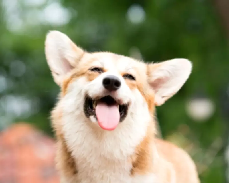 Seven Missing Dogs Led by Corgi Walk 17km Home in China, Sparking Viral Sensation