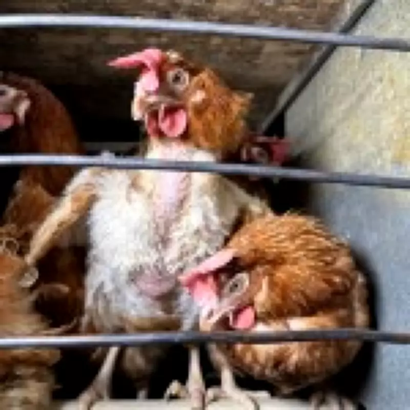 Shocking Footage Reveals Chickens Pecking at Dead Hen in Caged Egg Facility