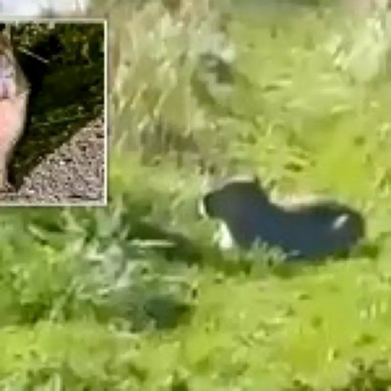 Sniffer Dogs Deployed in Search for Escaped Capybara Samba at Hampshire Zoo