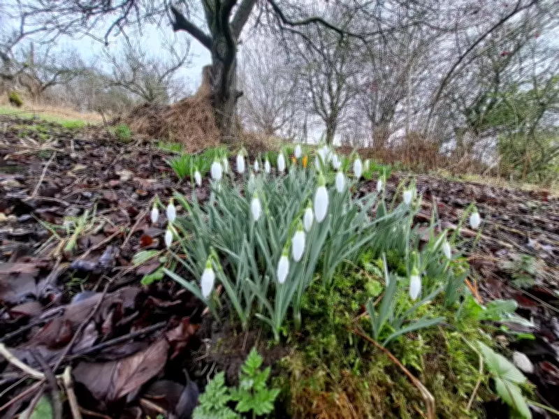 Snowdrop Patch Becomes Cherished Family Tradition in Country Diary