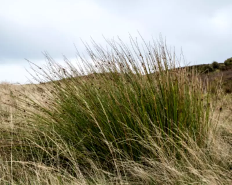 Soft-Rush Pith: Nature's Firestarter Illuminating Winter Darkness