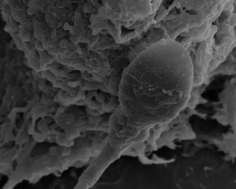 Space Sperm Get Lost: Microgravity Impairs Navigation, Study Reveals