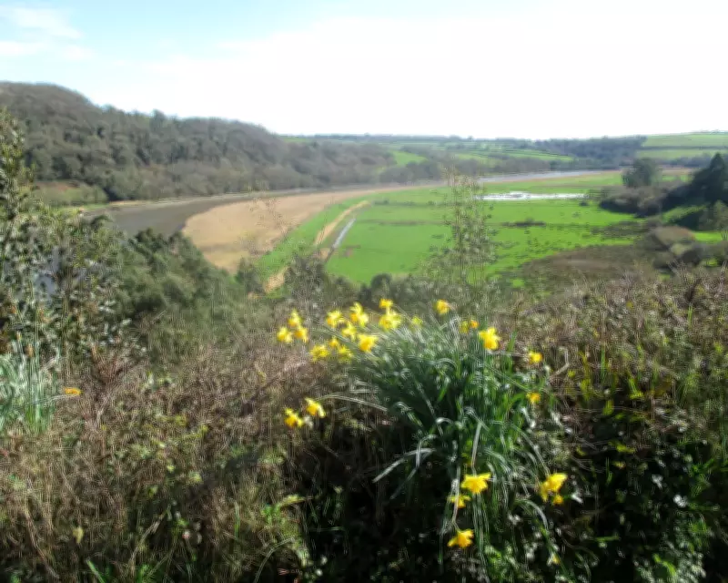 Spring Awakens in Tamar Valley: Daffodils and Chiffchaffs Herald New Season