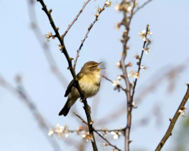 Spring's Arrival in the UK: A Blend of Joy and Discipline in Nature
