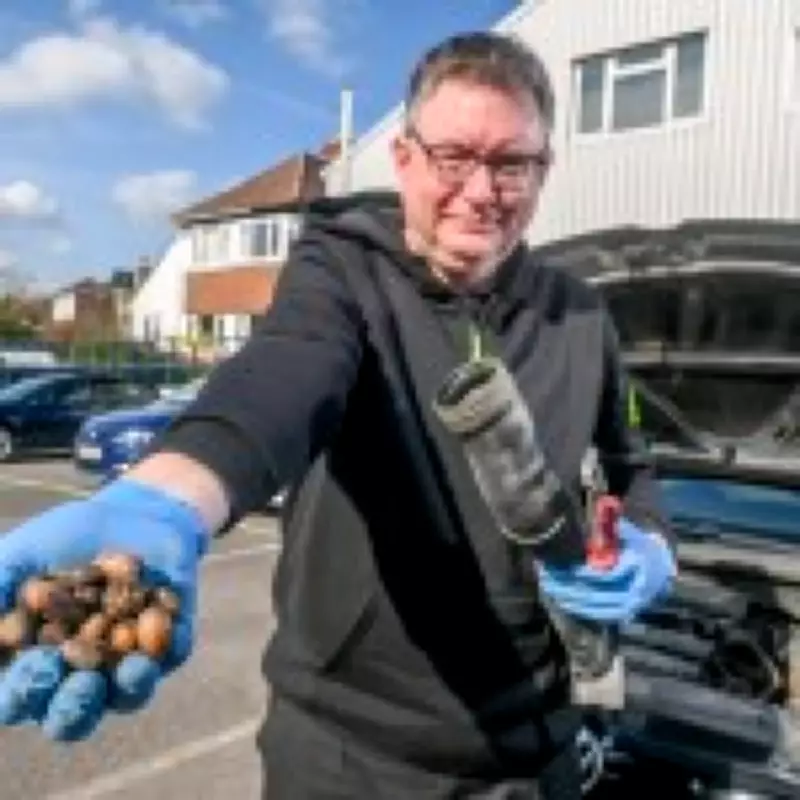 Squirrels Sabotage Cars by Stashing Acorns in Engine Pipes in Petersfield