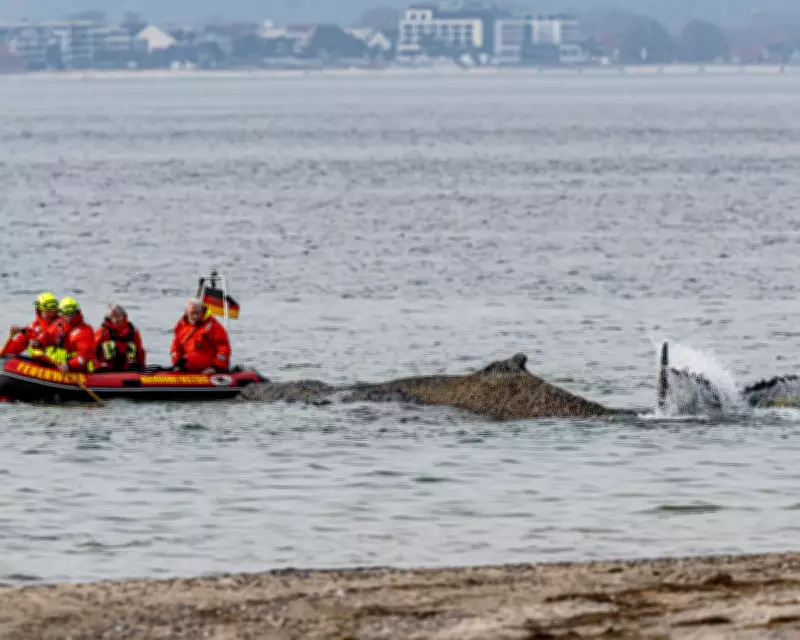 Stranded Humpback Whale Faces Death on German Baltic Coast