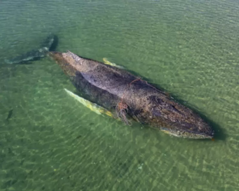 Stranded Humpback Whale Frees Itself After Days of Rescue Efforts in Germany