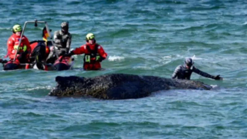 Stranded Humpback Whale Rescue in Baltic Sea: 'Every Minute Counts'
