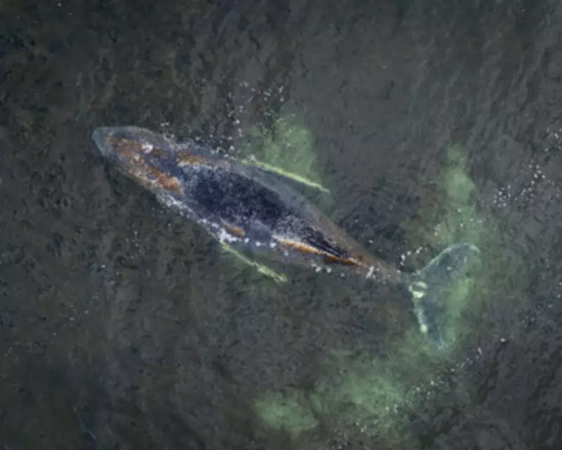 Stranded Humpback Whale Timmy's Fate Uncertain After Third German Coast Beaching