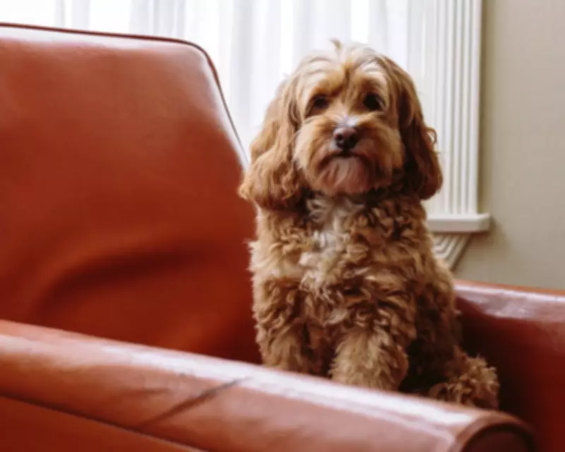 Study Reveals Cockapoos, Cavapoos Show More Behavioural Issues Than Pure Breeds