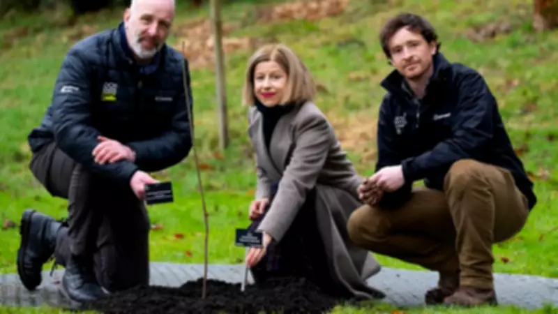 Sycamore Gap Sapling Planted in Scottish National Park as Symbol of Hope